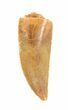 Serrated, Raptor Tooth - Morocco #59981-1